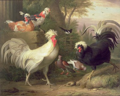 Cockerels and Pigeons by Jakob Bogdani or Bogdany